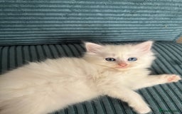 Mixed Breed cats for sale: White fluffy kittens for sale  - Image 10