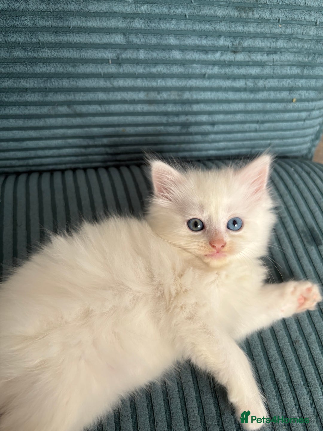 Mixed Breed cats for sale: White fluffy kittens for sale  - Image 10