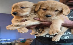Labradoodle dogs for sale: Ready now gorgeous labradoodle puppies 3 boys - Image 8