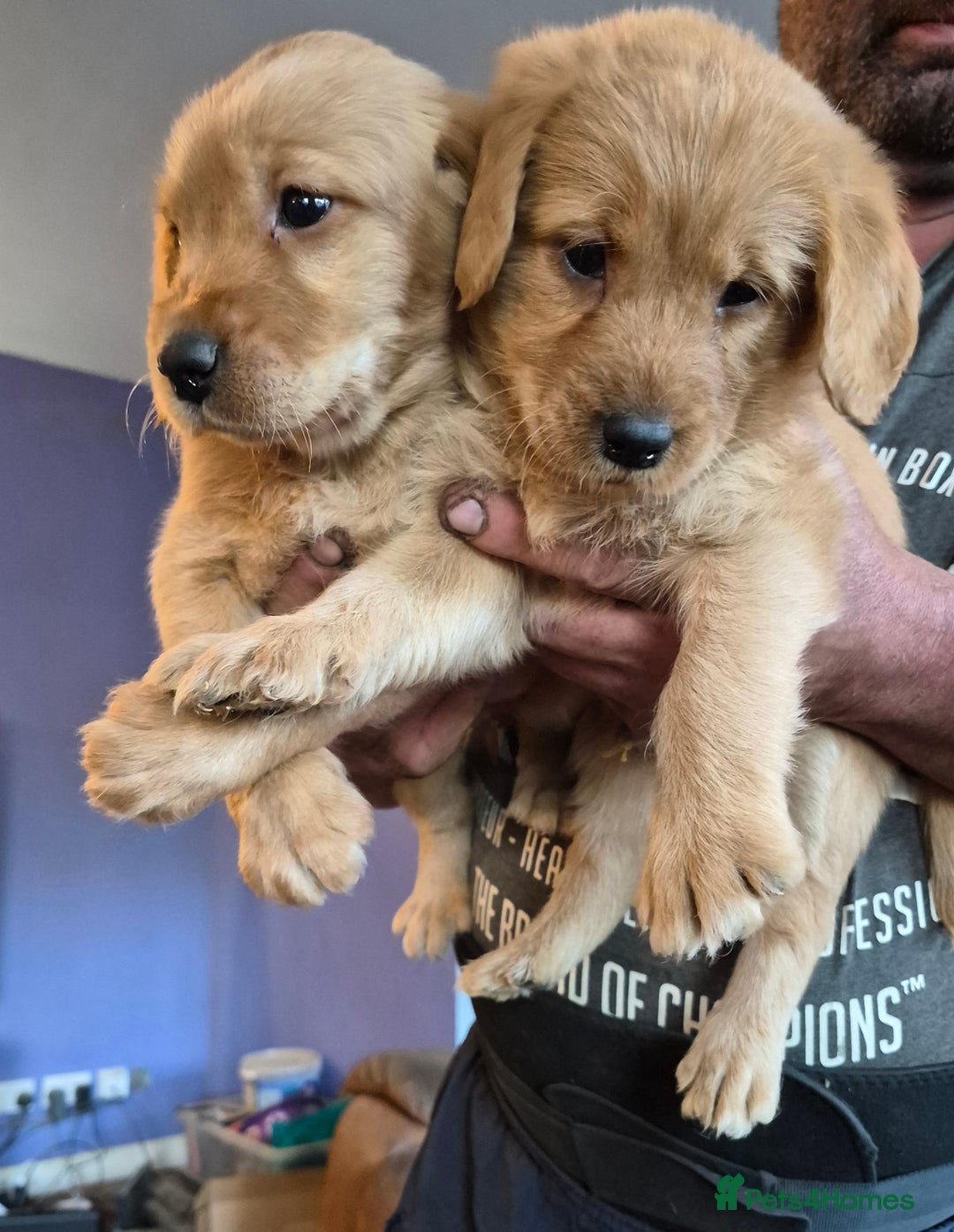 Labradoodle dogs for sale: Ready now gorgeous labradoodle puppies 3 boys - Image 8