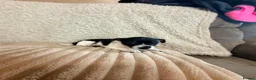 Jack Russell dogs for sale: 2 left!!! Jackrussle puppies   - Advert 10