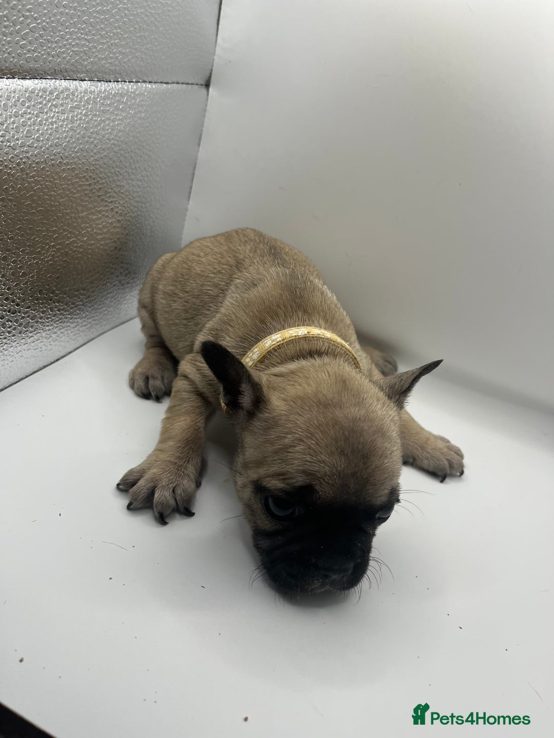 French Bulldog dogs for sale: French bulldog puppies - Advert 27