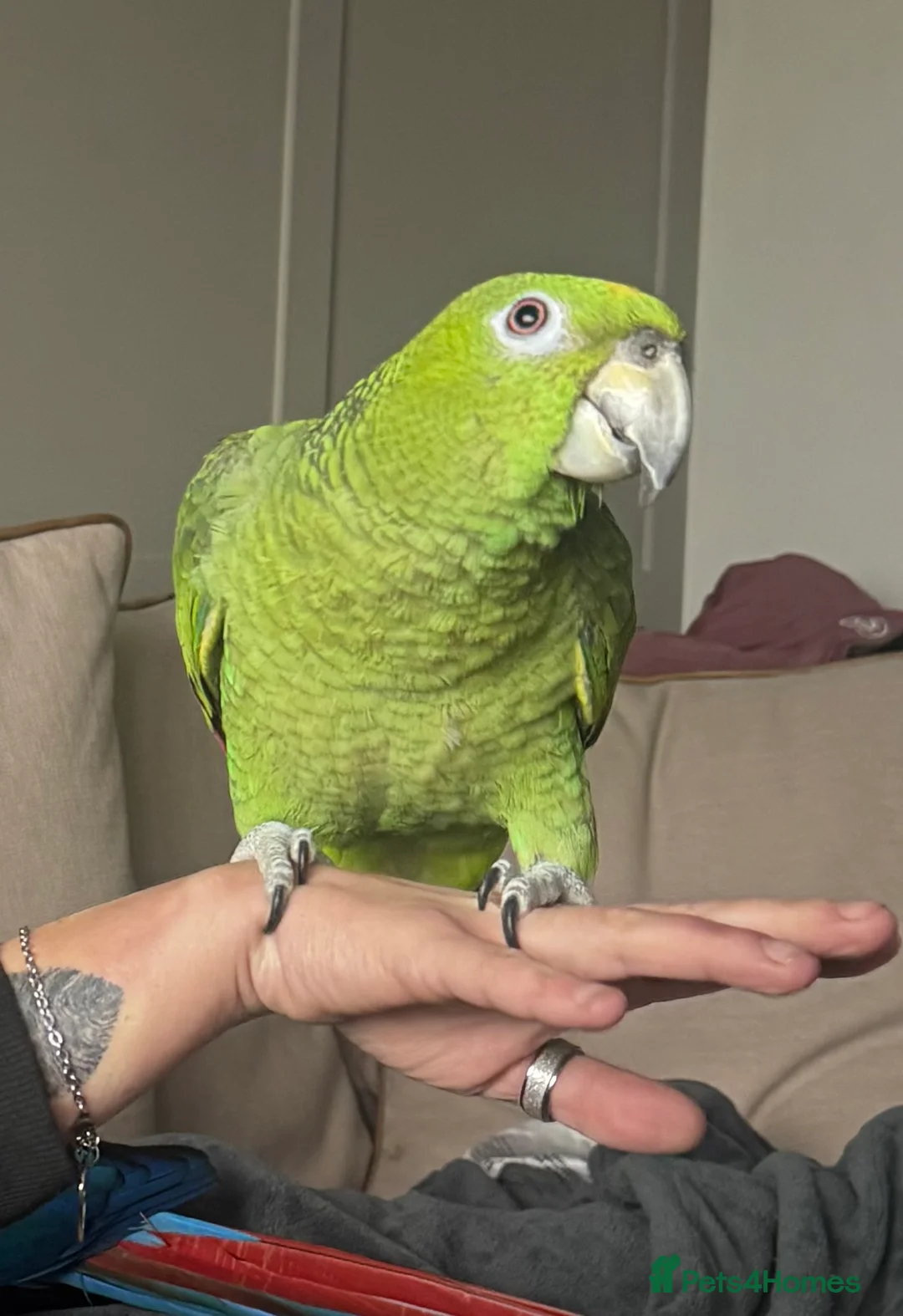 Parrots birds for sale: Extremely rare mealy x yellow crowned Amazon  - Advert 1