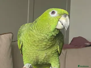 Parrots birds Extremely rare mealy x yellow crowned Amazon - Advert 5