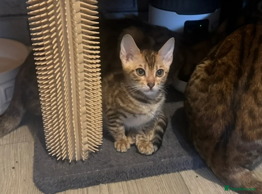 Bengal cats for sale: Amazing Bengal Babies - Advert 5