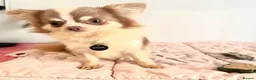 Chihuahua dogs for stud: Super Tiny lilac parti KC long coat Chihuahua STUD - Advert 12