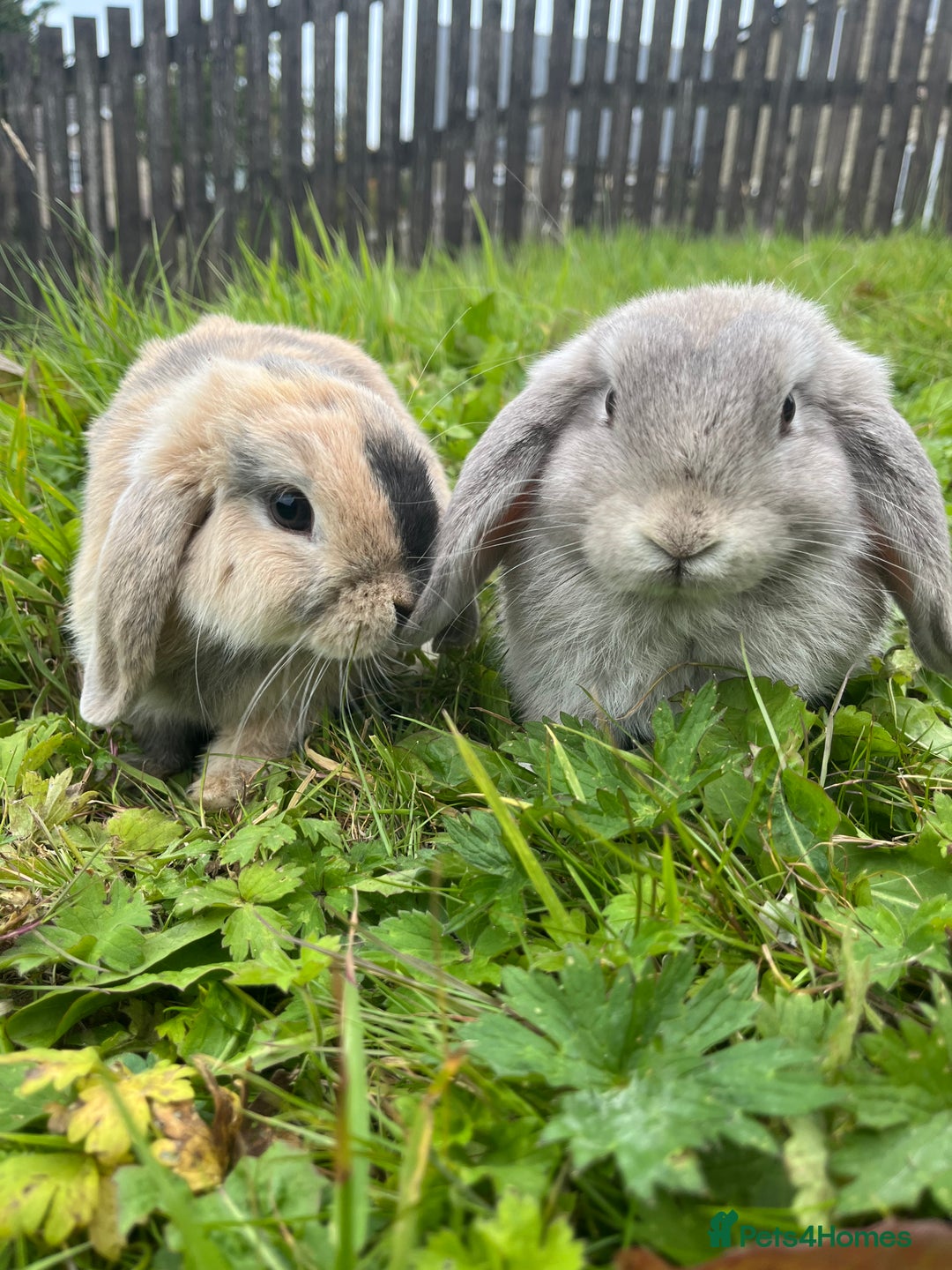 Mini Lop rabbits for sale: 2 Rabbits - Advert 2