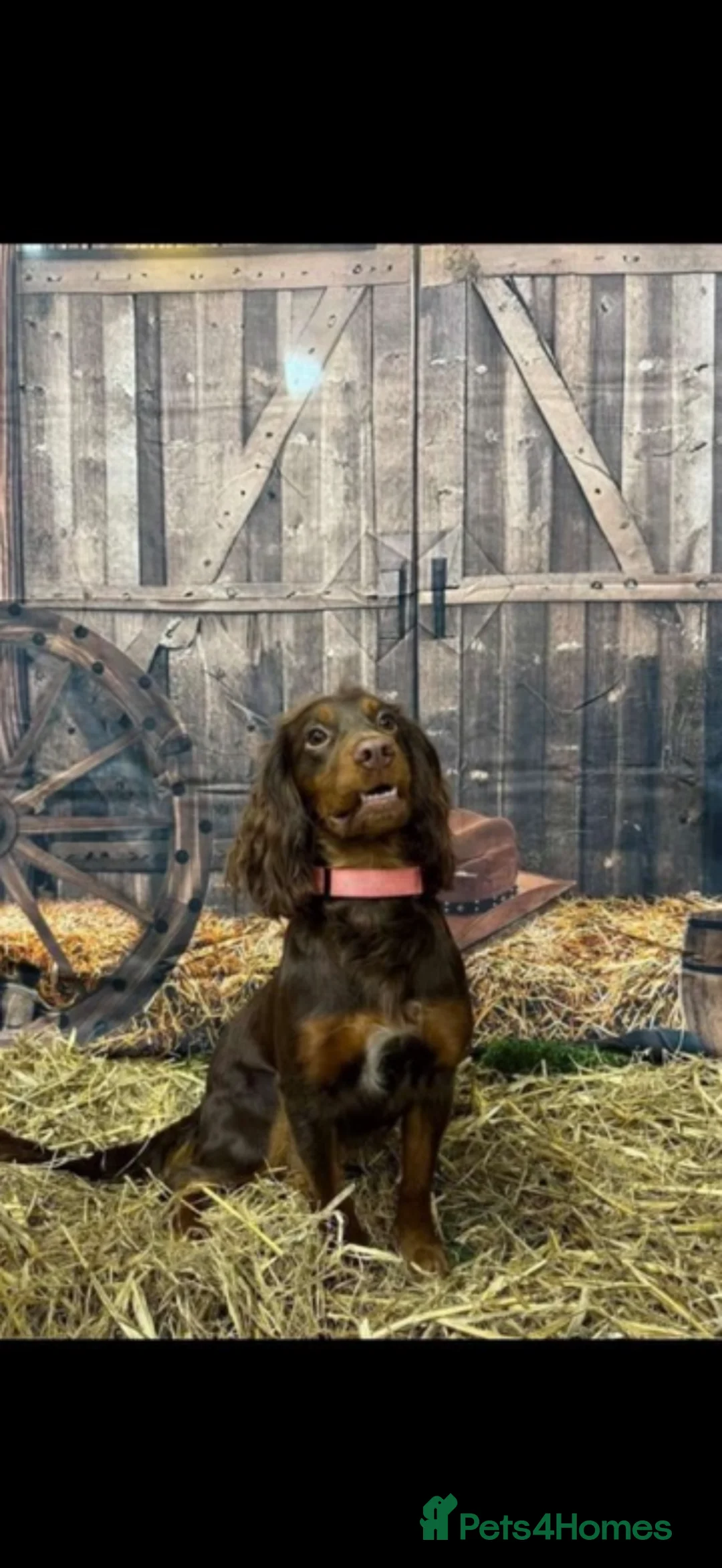 Cocker Spaniel dogs for sale: 🐾 Beautiful working cocker spaniel puppies 🐾  - Advert 20
