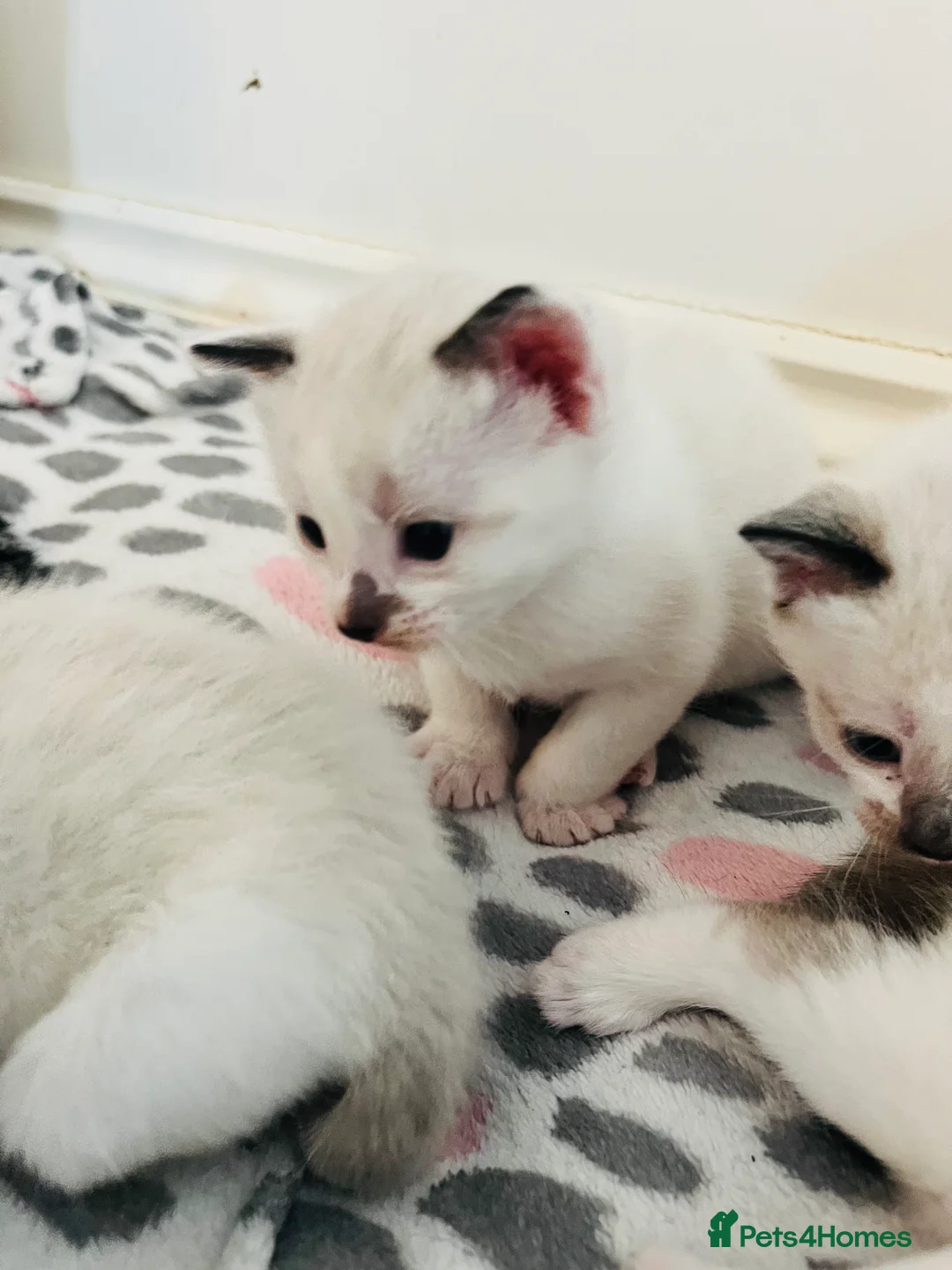 Mixed Breed cats for sale: Gorgeous Snowshoe Siamese Kittens  - Advert 4
