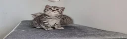British Shorthair cats for sale: 🏆 Pedigree Silver British Shorthair Kittens 🏆 - Advert 22