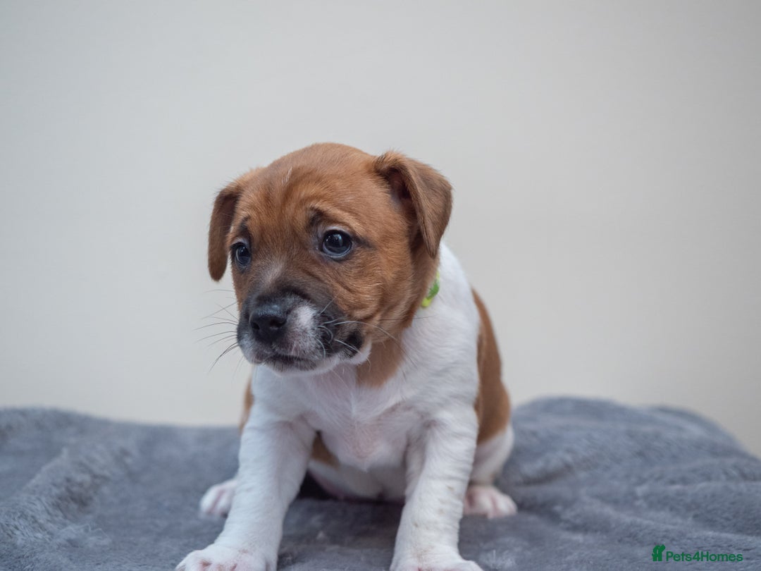 Plummer Terrier dogs for sale: Lovely Plummer Pupps - Advert 28