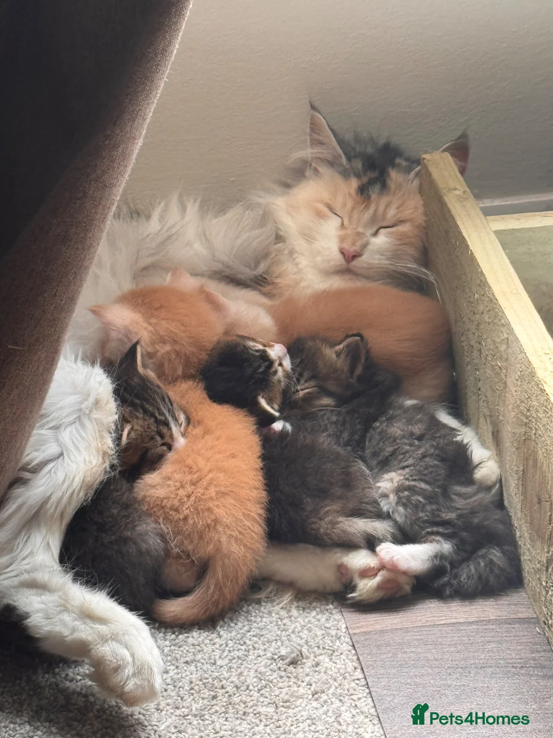 Maine Coon cats for sale: Maine Coon Cross Kittens in Turriff - Advert 2