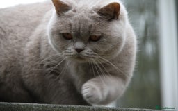 British Shorthair cats for sale: British Shorthairs. kittens - Image 14