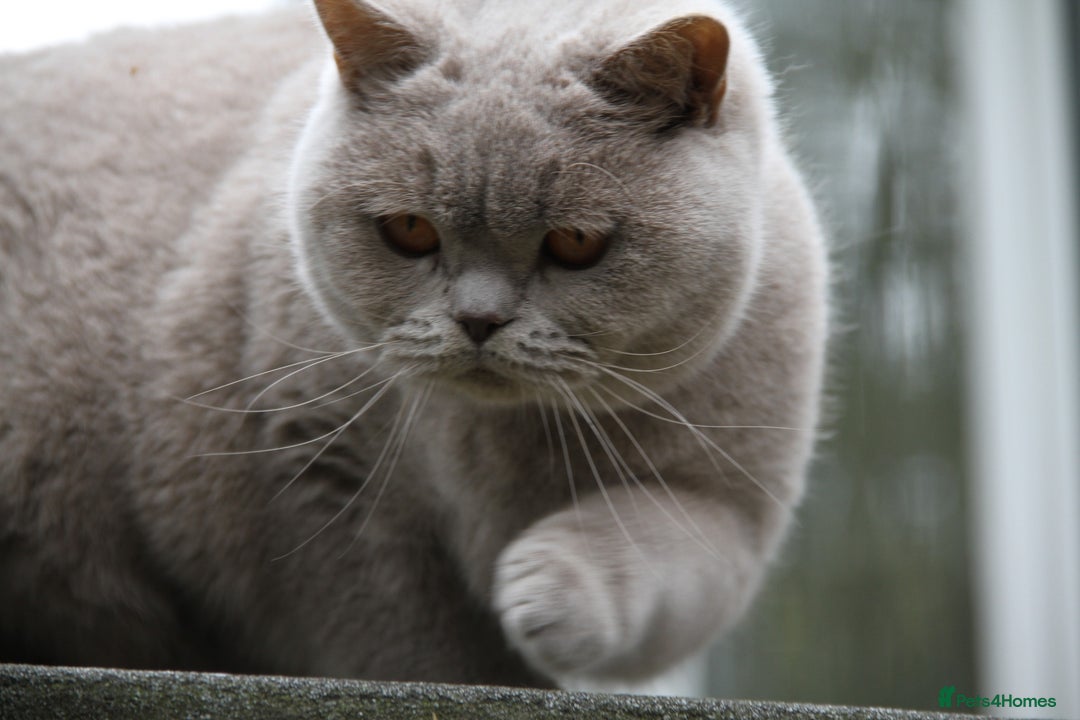 British Shorthair cats for sale: British Shorthairs. kittens - Image 14