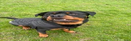 Rottweiler dogs for sale: 2 year old boy looking for forever home  - Advert 6