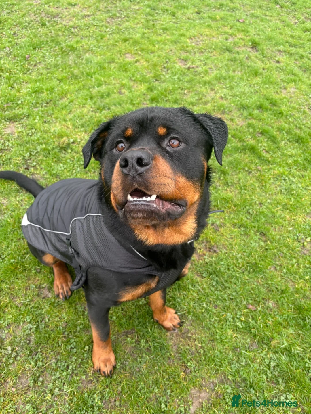 Rottweiler dogs for sale: 2 year old boy looking for forever home  - Advert 6