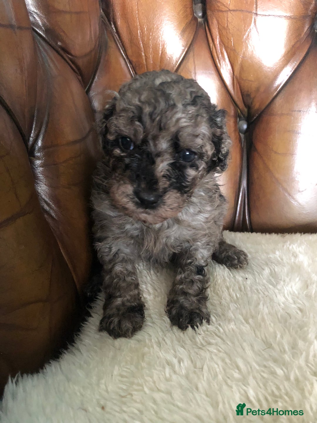 Labradoodle dogs for sale: Miniature Curly-Coated Teddybear Labradoodles  - Advert 14