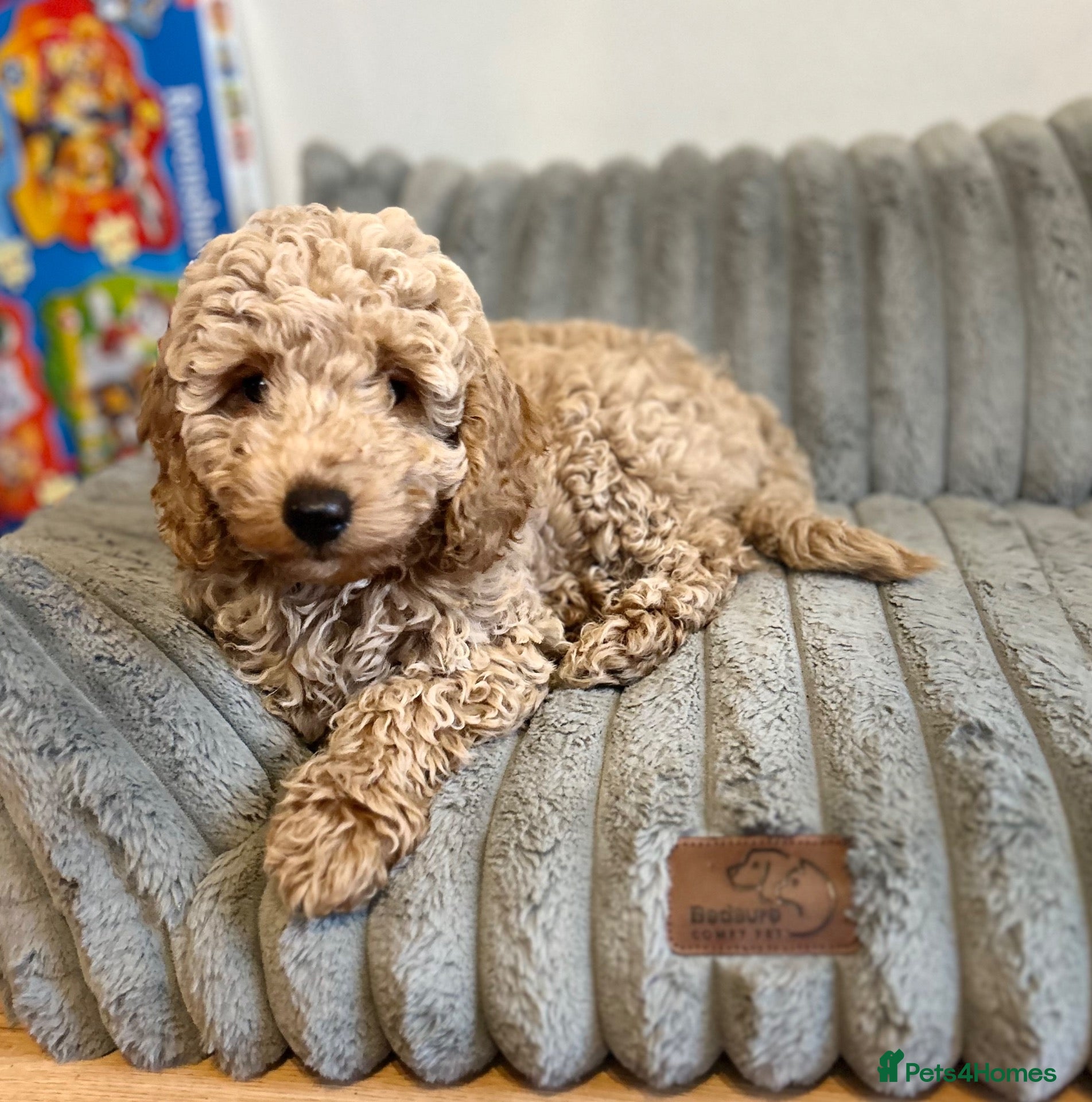 Miniature Poodle dogs Beautiful Miniature Poodles - Advert 14