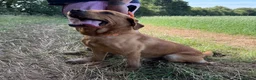 Labrador Retriever dogs for sale: Adult - KC Reg Fox Red Labrador Retriever Dog - Advert 4