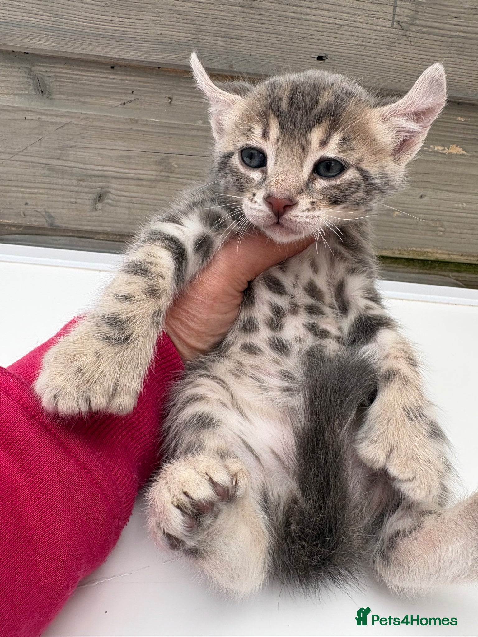 Keetso cats Superb rare polydactyl curled eared keetsos  - Advert 1