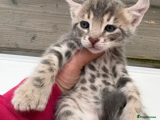 Keetso cats Superb rare polydactyl curled eared keetsos - Advert 1