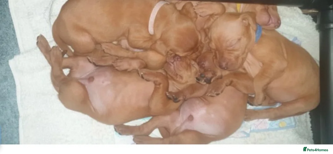 Hungarian Vizsla dogs for stud: Hungarian Vizsla for stud! in Llantwit Major - Advert 32