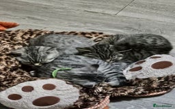 British Shorthair cats for sale: GCCF Reg Chocolate Silver Spotted Tabby BSH Boys - Image 13