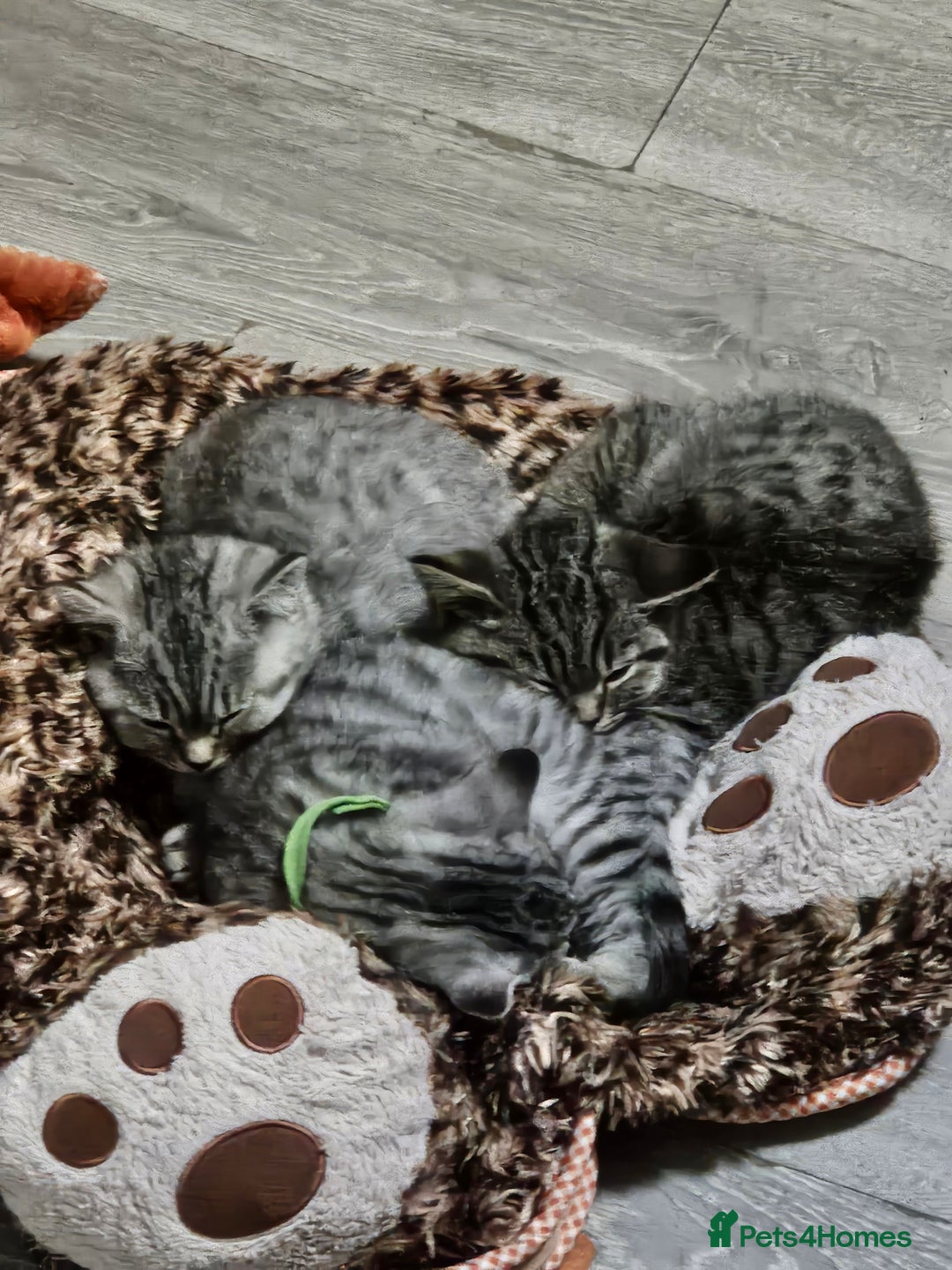 British Shorthair cats for sale: GCCF Reg Chocolate Silver Spotted Tabby BSH Boys - Image 13