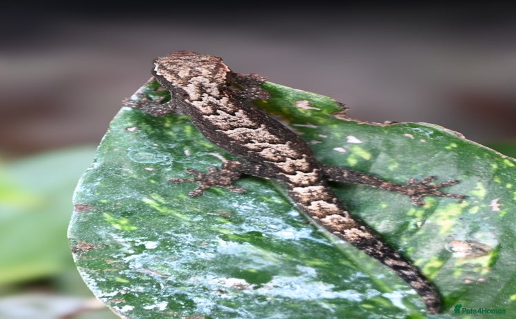 Gecko reptiles Mourning Geckos  - Advert 1