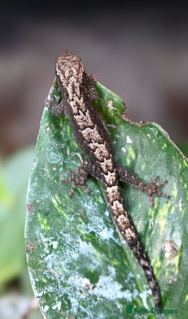 Gecko reptiles Mourning Geckos - Advert 1