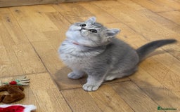 British Shorthair cats for sale: 3 GCCF British Shorthair Kittens– Champion Lines - Advert 14