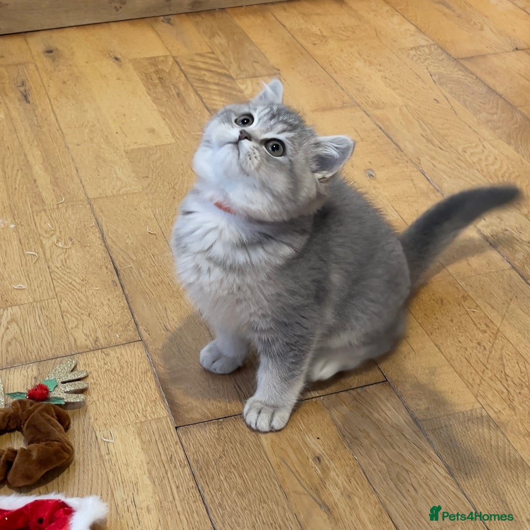 British Shorthair cats for sale: 3 GCCF British Shorthair Kittens– Champion Lines - Advert 14