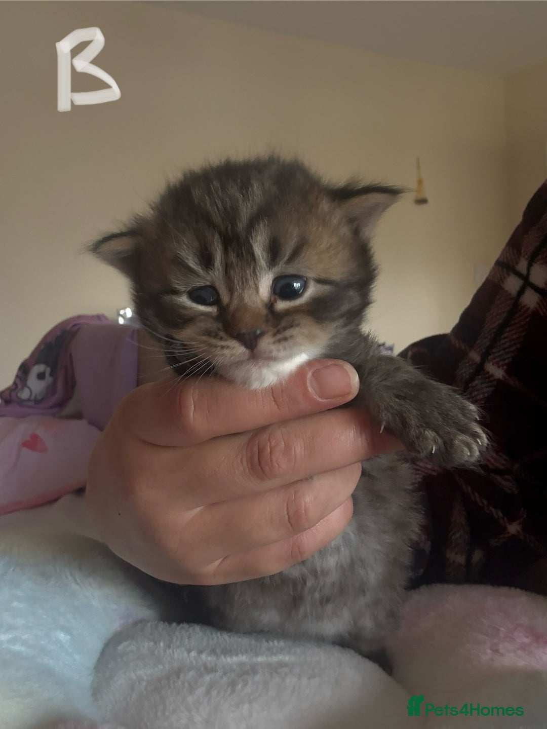 Mixed Breed cats for sale: Beautiful tabby kittens - Image 2