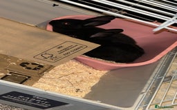 Mixed Breed rabbits for sale: Black Female Rabbit - Image 2