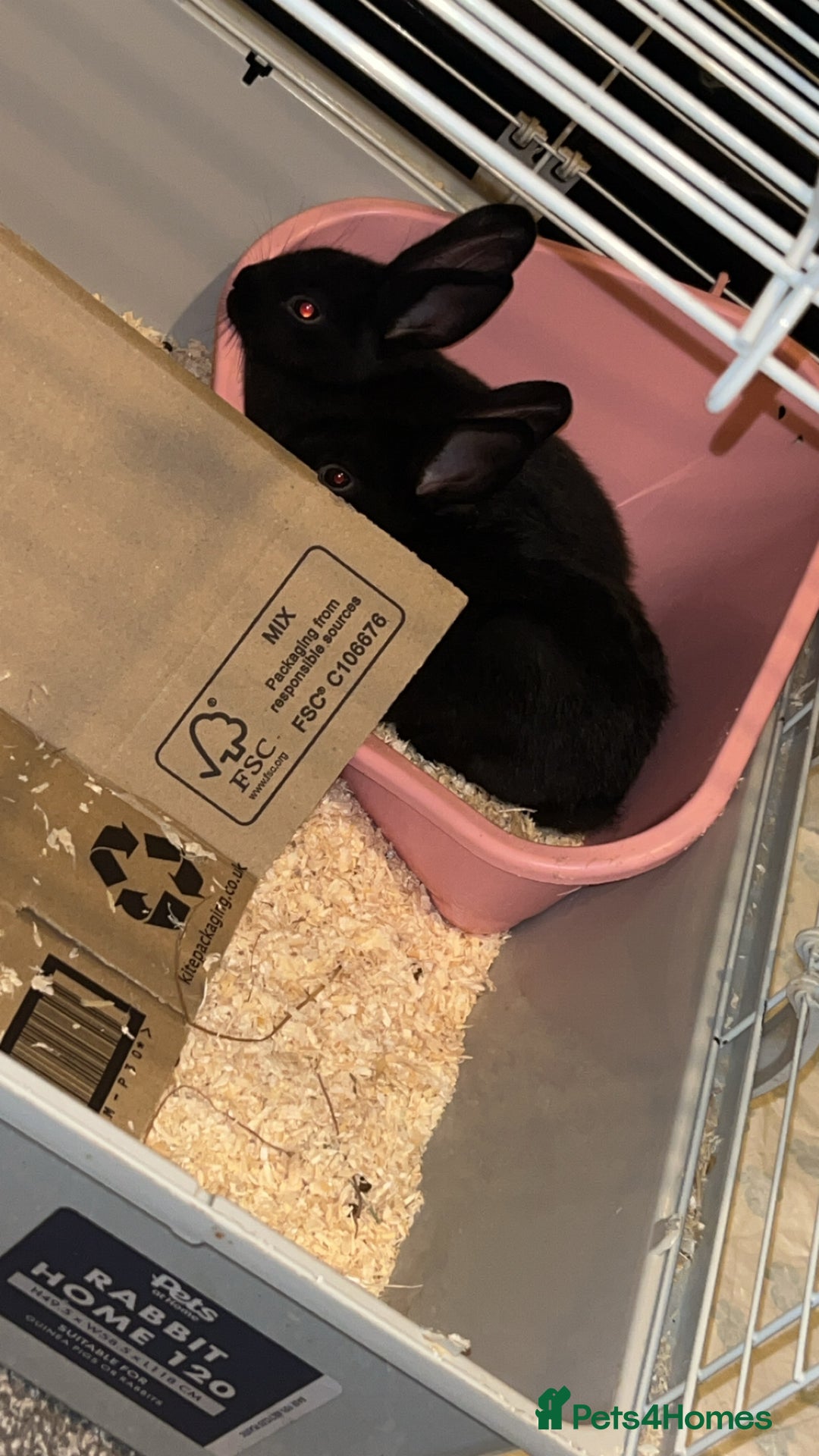 Mixed Breed rabbits for sale: Black Female Rabbit - Image 2