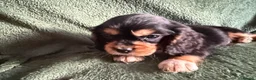 Cockalier dogs for sale: Beautiful, health tested cockalier puppies.  - Advert 14