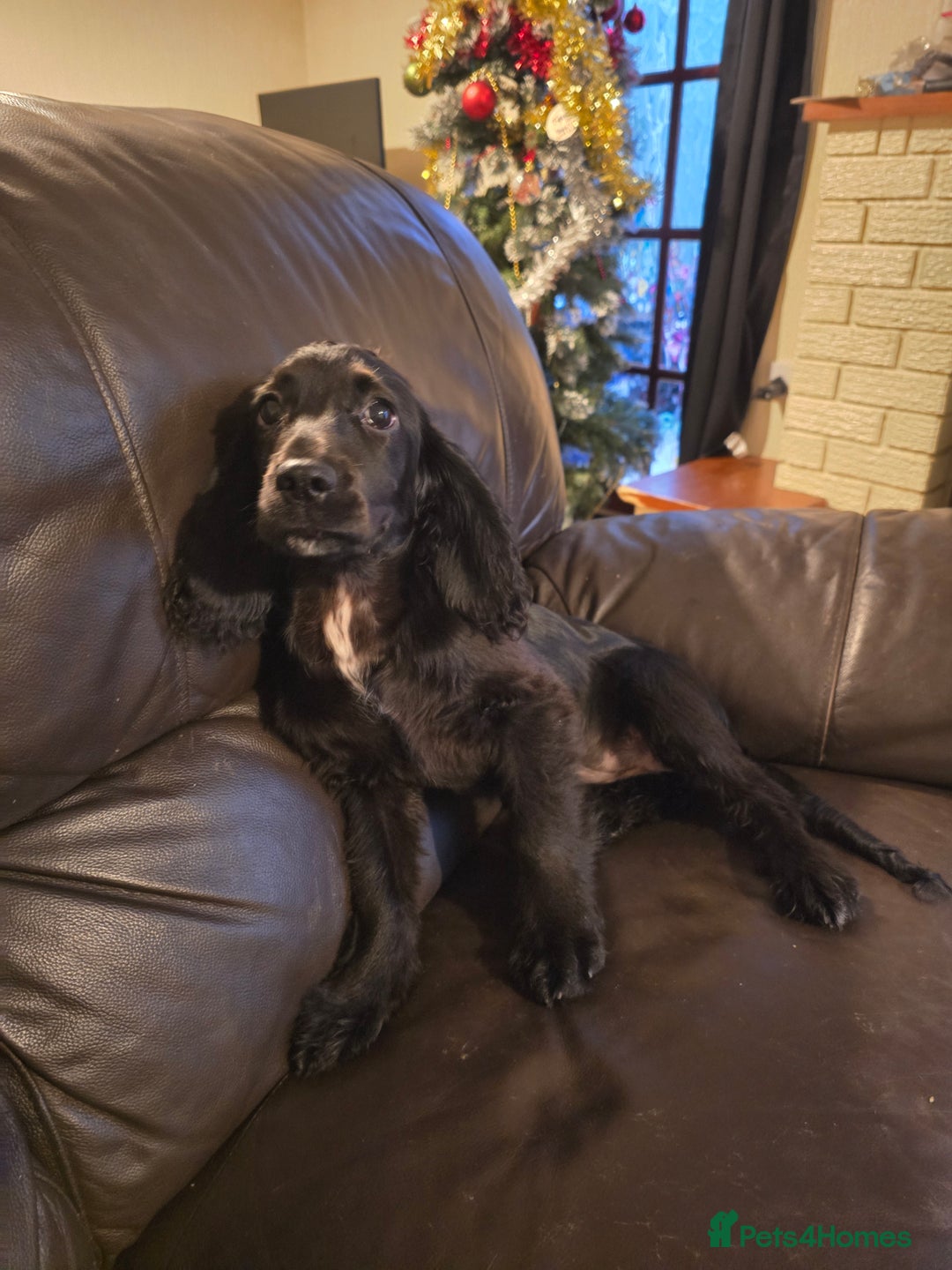 Sprocker dogs for sale: 6 month old sprocker spaniel - Advert 1