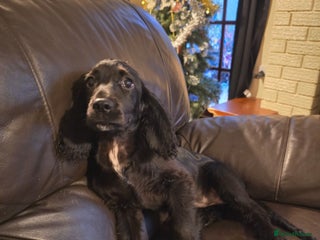Sprocker dogs 6 month old sprocker spaniel - Advert 3