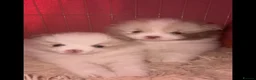 Pomeranian dogs for sale: beautiful Pomeranians  boys - Advert 4