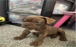 French Bulldog dogs for sale: French bulldogs puppies ready for new home - Image 5