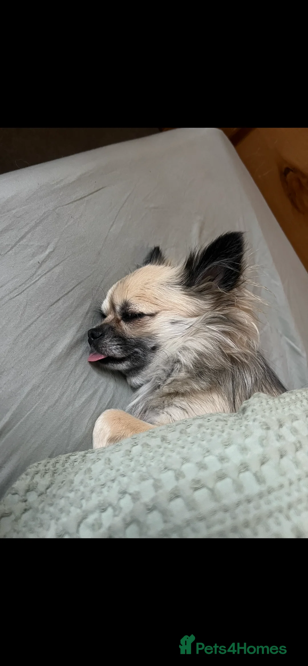 Chihuahua dogs for sale: Female Chihuahua  - Advert 4