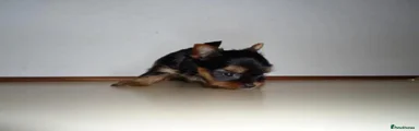 Yorkshire Terrier 3