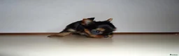 Yorkshire Terrier dogs for sale: Stunning  Yorkshire Terrier puppies 1 Puppy Left - Advert 20