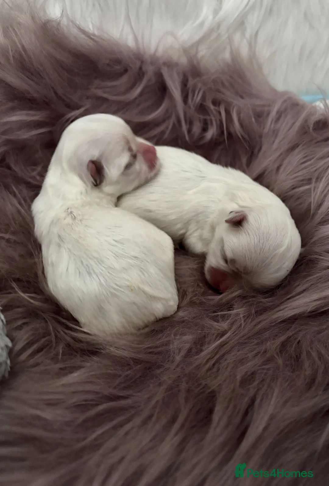 Maltese dogs for sale: ✨ Beautiful Maltese Puppies Korean Bloodlines 🤍 - Advert 1