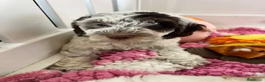 Cockapoo 1