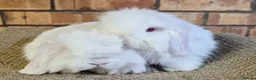 Mini Lop rabbits for sale: Gorgeous Mini Lop Baby Bunnies  - Advert 1