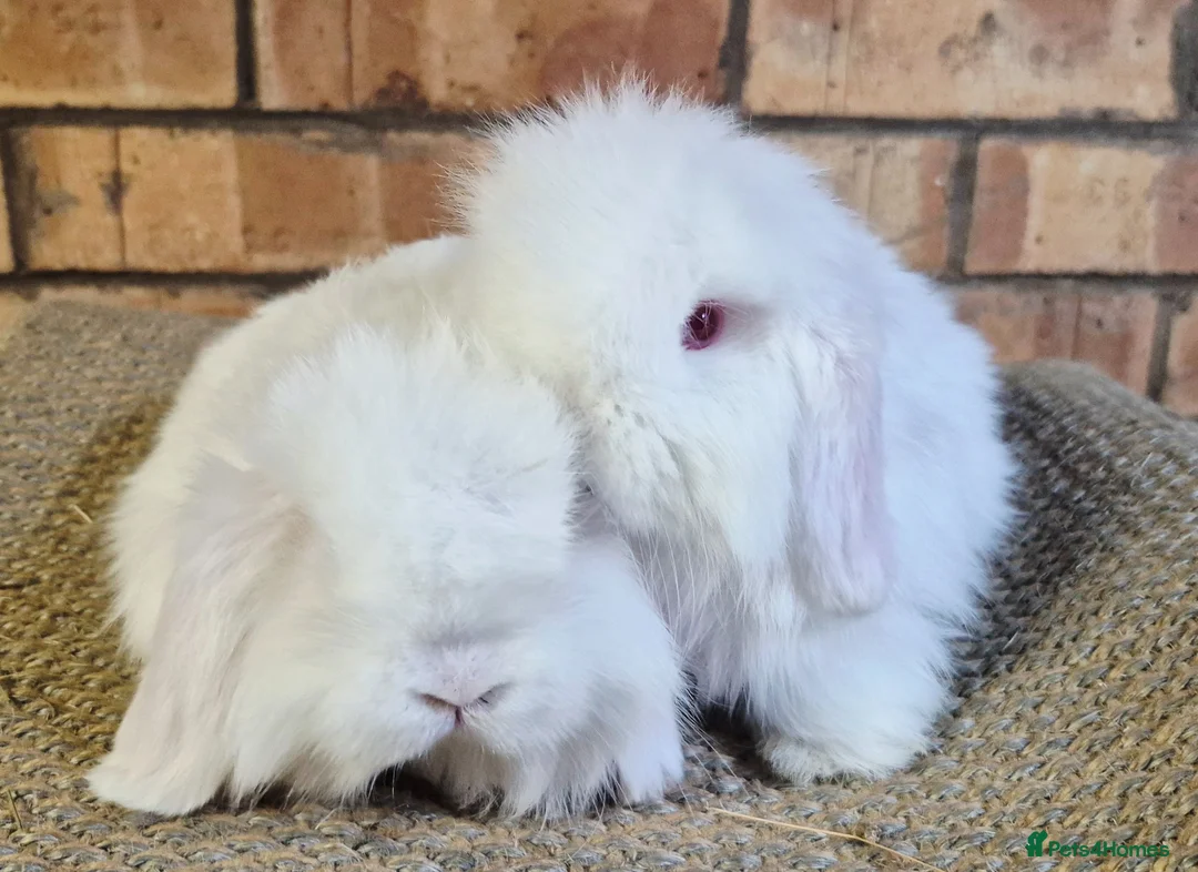 Mini Lop rabbits for sale: Gorgeous Mini Lop Baby Bunnies  - Advert 1