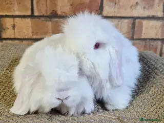 Mini Lop rabbits Gorgeous Mini Lop Baby Bunnies - Advert 12