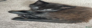 Girl - Black (ginger stripes in the sun) long haired 