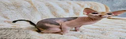 Sphynx cats for sale: Spectacular Sphynx kittens TICA & GCCF  DBE - Advert 8